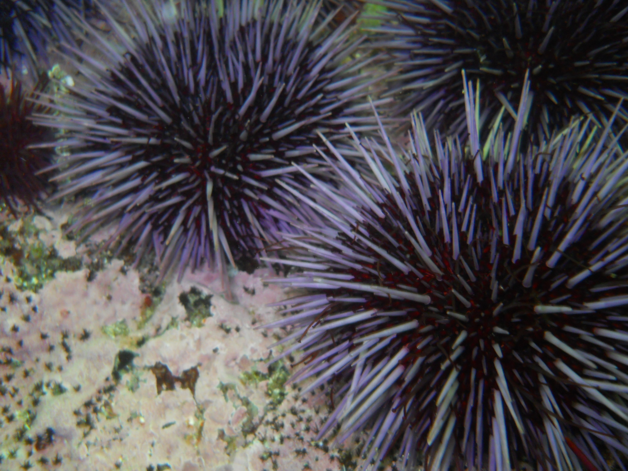 Strongylocentrotus purpuratus | Cold Water Diver